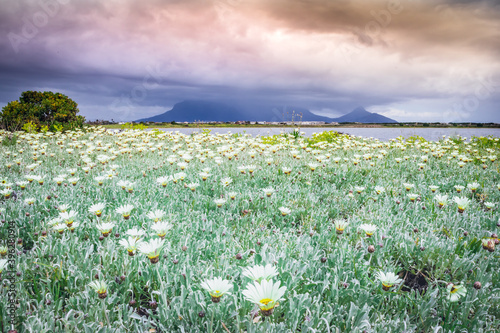 View of  Table Mountain with brightly coloured yellow and white wild flowers growing in foreground, Cape Town, South Africa