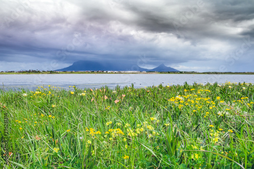 View of  Table Mountain with brightly coloured yellow and white wild flowers growing in foreground, Cape Town, South Africa