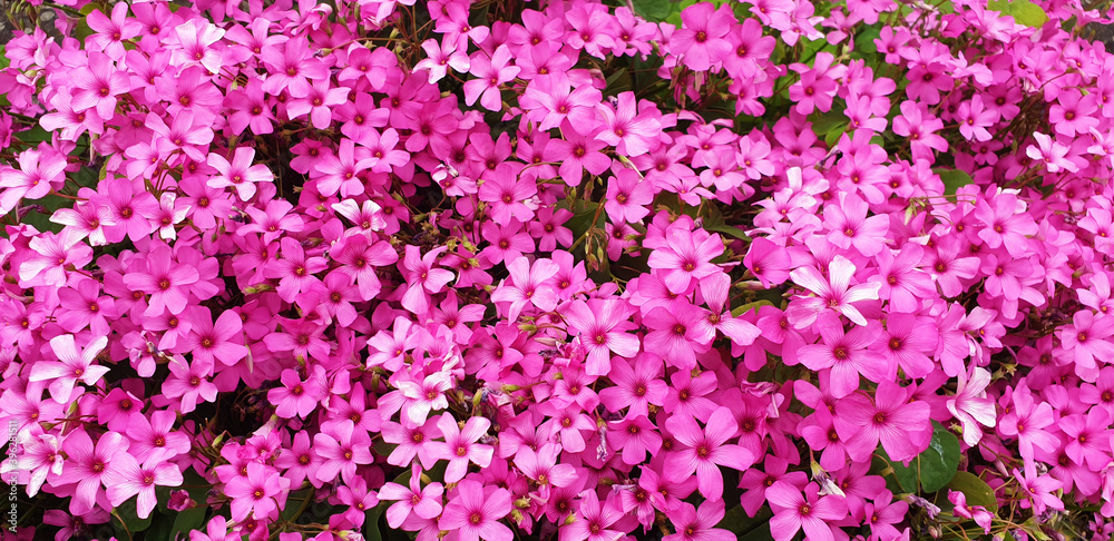 Panorama of pink Oxalis articulata flowers.