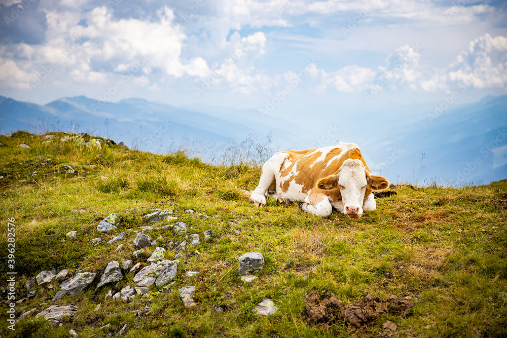Sleeping Cow Lying in Meadow