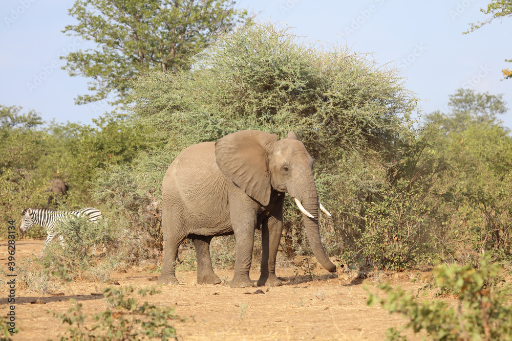 Fototapeta premium Afrikanischer Elefant / African elephant / Loxodonta africana