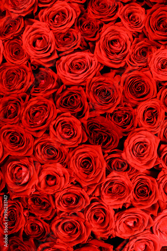 Fototapeta Naklejka Na Ścianę i Meble -  Red roses background