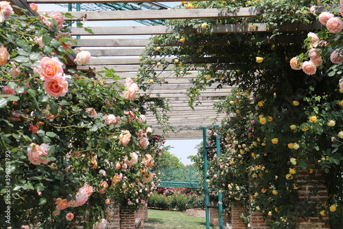 Climbing garden  colorful roses on wooden trellis