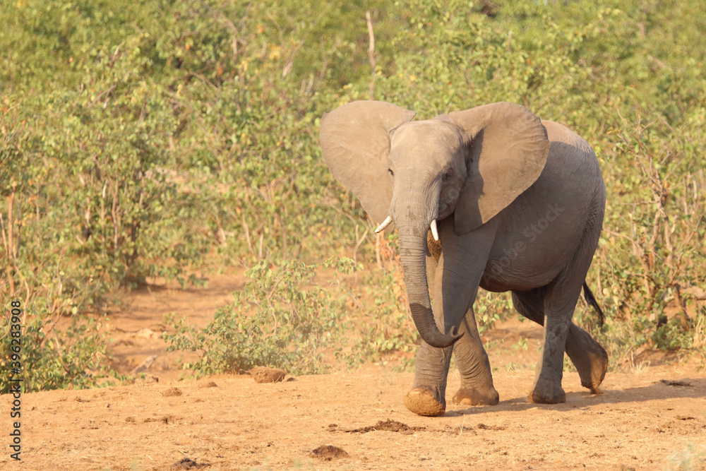 Afrikanischer Elefant / African elephant / Loxodonta africana. Afrikanischer Elefant / African elephant / Loxodonta africana.