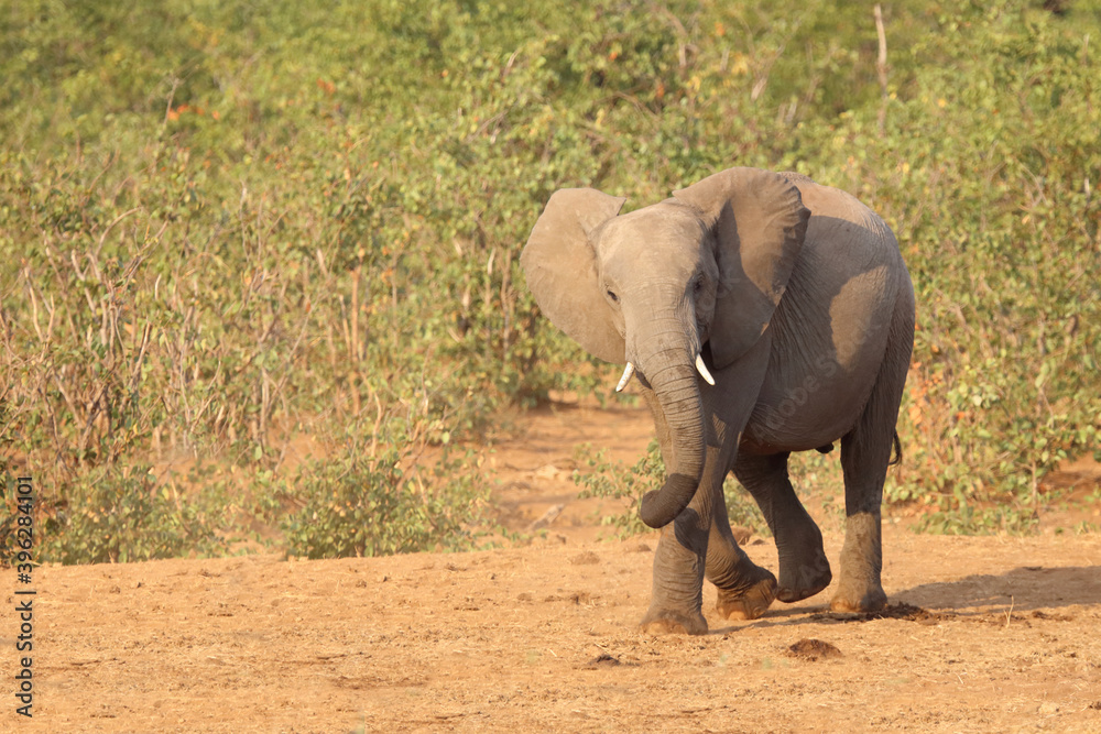 Fototapeta premium Afrikanischer Elefant / African elephant / Loxodonta africana.