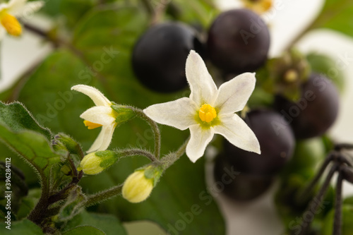 Obraz na plátne Black nightshade  (Solanum nigrum)
