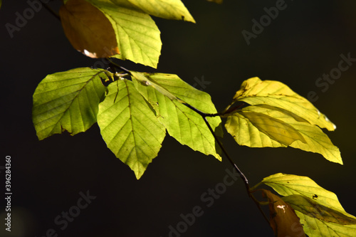 Buchenblätter im Herbst photo