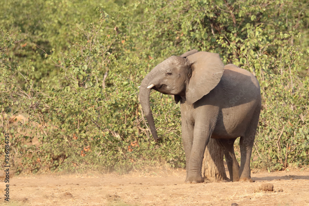 Obraz premium Afrikanischer Elefant / African elephant / Loxodonta africana.