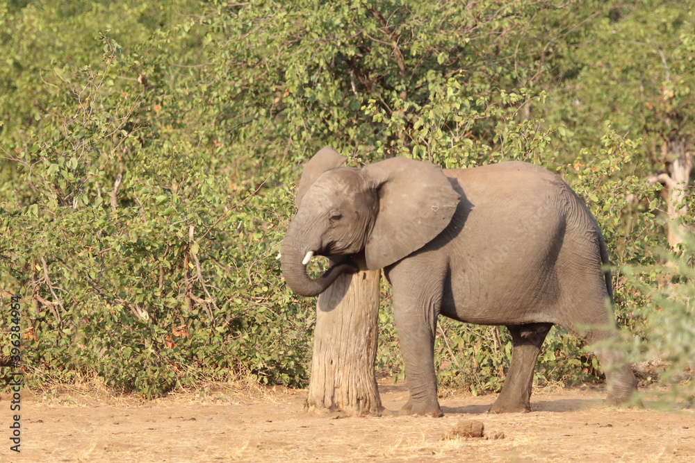Afrikanischer Elefant / African elephant / Loxodonta africana. Afrikanischer Elefant / African elephant / Loxodonta africana.