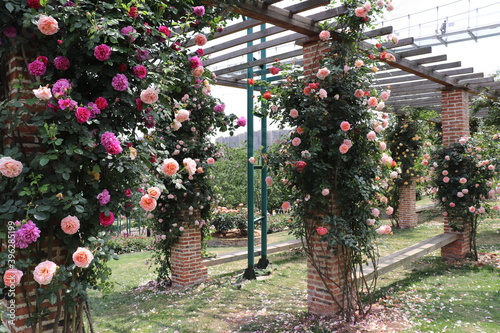 Climbing garden colorful  pink  roses on wooden trellis