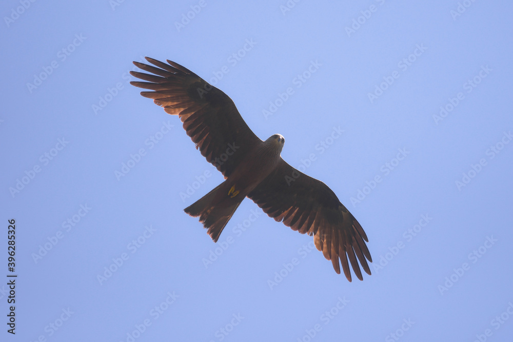 Obraz premium nibbio bruno (Milvus migrans) in volo,silhouette su sfondo cielo blu