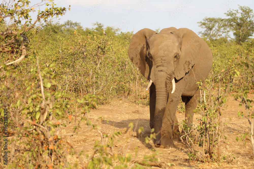 Obraz premium Afrikanischer Elefant / African elephant / Loxodonta africana