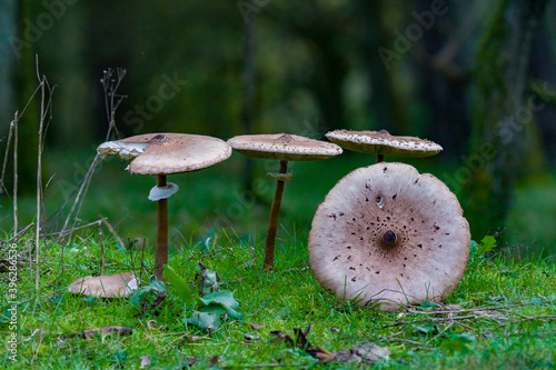 mushrooms in the forest photo