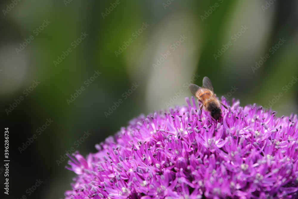 Close up view of a bee feeding on a Purple Allium flower Close up view of a bee feeding on a Purple Allium flower