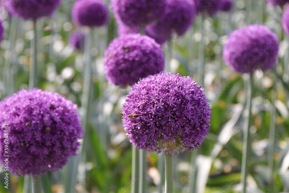 Close up view of a Purple Allium flower Close up view of a Purple Allium flower