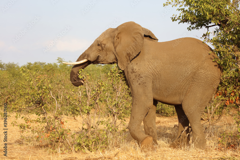 Obraz premium Afrikanischer Elefant / African elephant / Loxodonta africana