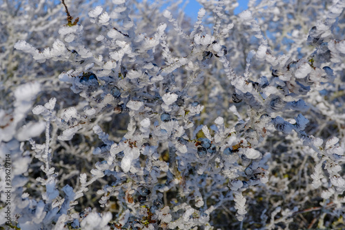 Blick in eine vereiste Schlehenhecke im Winter bei Frost: Schlehen mit Raureif / Früchte des Schlehdorn (lat.: Prunus spinosa) mit Eiskristallen © Guntar Feldmann