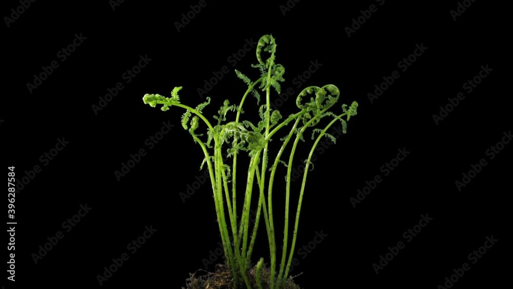 Phototropism effect in unrolling fern frond 7x3 in RGB + ALPHA matte format isolated on black background. Displays the move of plant leaves and flowers to the direction of light source
Phototropism effect in unrolling fern frond 7x3 in RGB + ALPHA matte format isolated on black background. Displays the move of plant leaves and flowers to the direction of light source