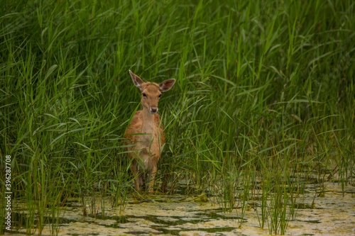 Fototapeta Naklejka Na Ścianę i Meble -  Fallow deer in Aiguamolls De L'Emporda Nature Reserve, Spain