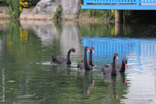 Fototapeta Naklejka Na Ścianę i Meble -  Black swans swimming in a lake in a park in China