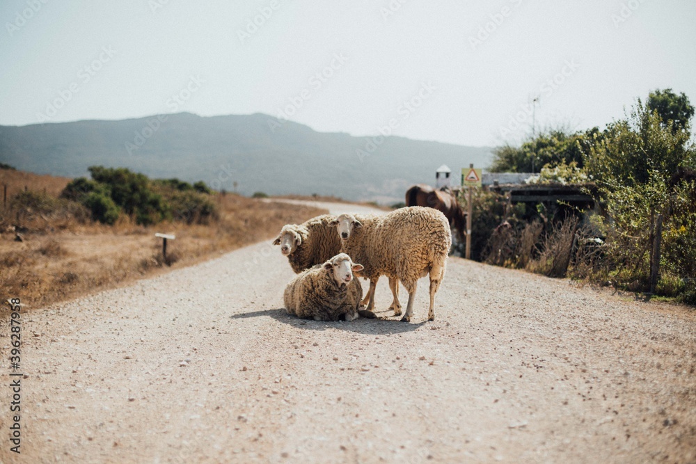 Obraz premium Moutons au milieu du chemin