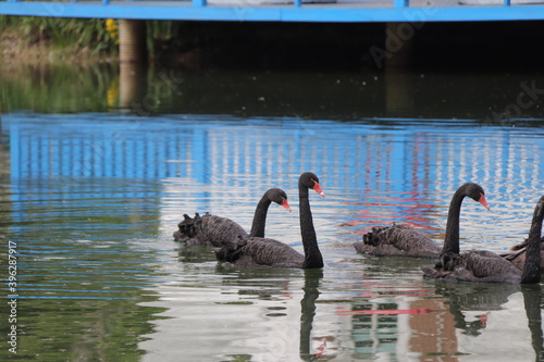Fototapeta Naklejka Na Ścianę i Meble -  Black swans swimming in a lake in a park in China