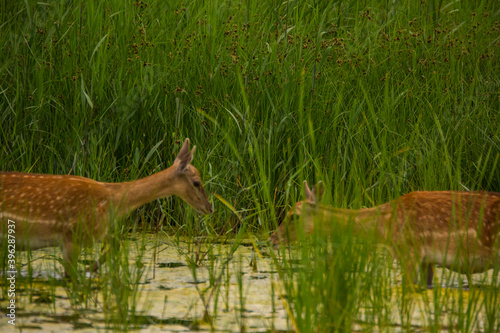 Fototapeta Naklejka Na Ścianę i Meble -  Fallow deer in Aiguamolls De L'Emporda Nature Reserve, Spain
