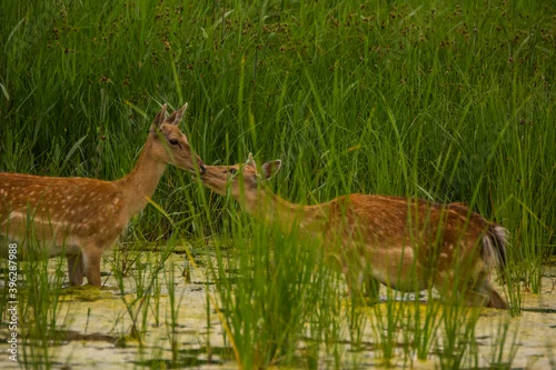 Obraz Fallow deer in Aiguamolls De L'Emporda Nature Reserve, Spain