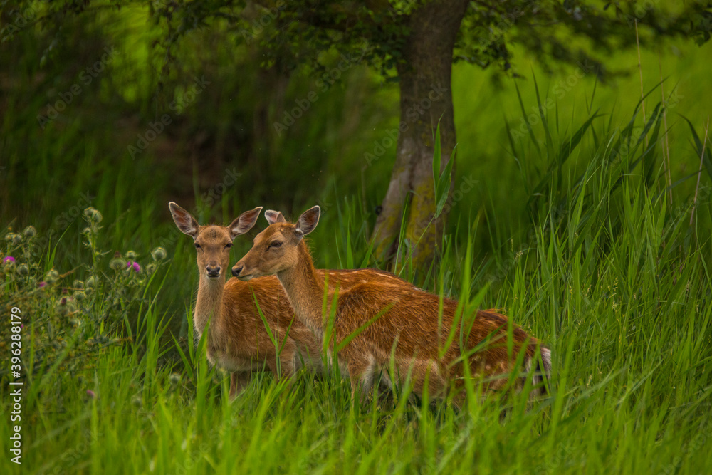 Fototapeta premium Fallow deer in Aiguamolls De L'Emporda Nature Reserve, Spain