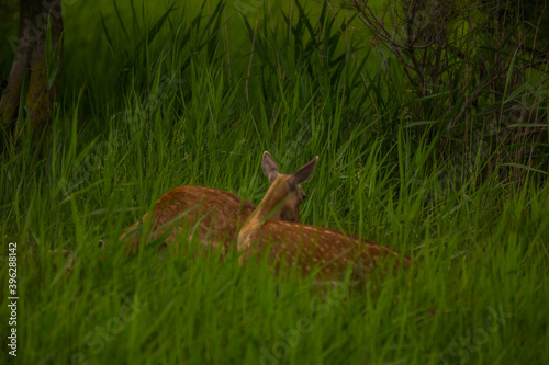 Fototapeta Naklejka Na Ścianę i Meble -  Fallow deer in Aiguamolls De L'Emporda Nature Reserve, Spain