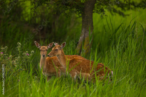 Fototapeta Naklejka Na Ścianę i Meble -  Fallow deer in Aiguamolls De L'Emporda Nature Reserve, Spain
