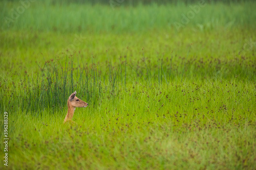 Fototapeta Naklejka Na Ścianę i Meble -  Fallow deer in Aiguamolls De L'Emporda Nature Reserve, Spain