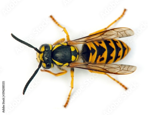 Fényképezés wasp or German yellowjacket isolated on white background