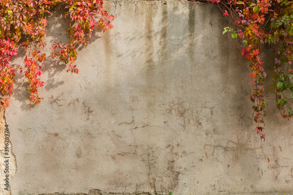 Old plastered retaining wall with hanging autumn climbing plants, background - obrazy, fototapety, plakaty 