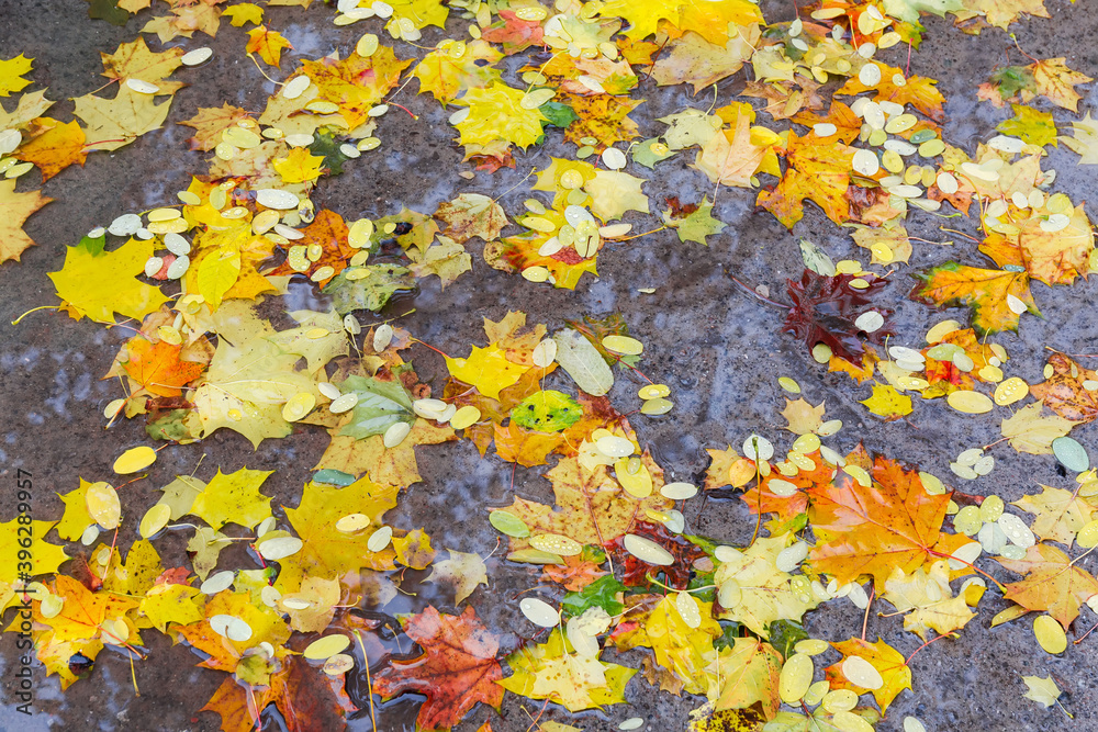 Top view of different fallen leaves in puddle during rain Top view of different fallen leaves in puddle during rain
