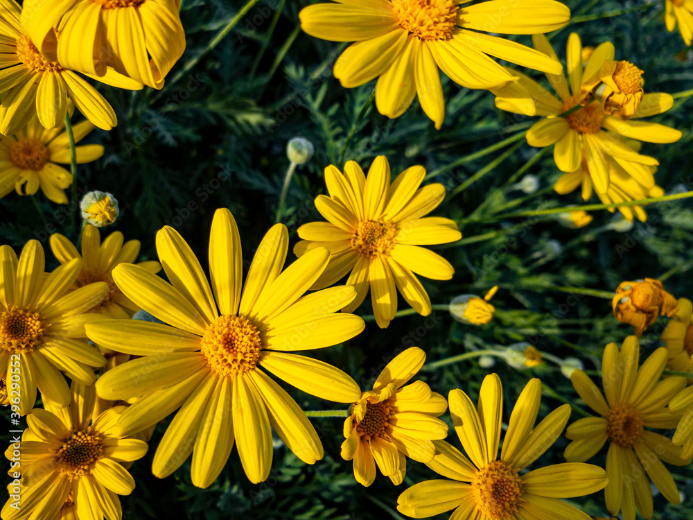 Fototapeta premium close up yellow daisy flowers