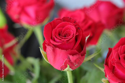 Bouquet of red roses  Flowers  Valentines day and holidays concept