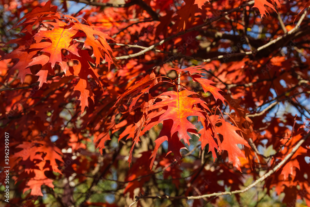 Background of autumn red oak leaves close-up, selective focus Background of autumn red oak leaves close-up, selective focus