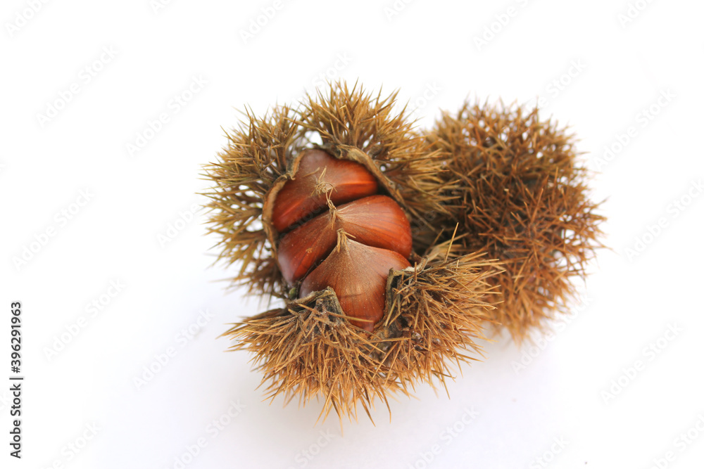 empty chestnut bur and chestnut isolated white background empty chestnut bur and chestnut isolated white background