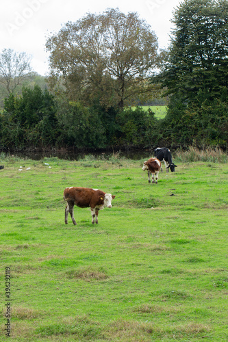 cows grazing in the garden