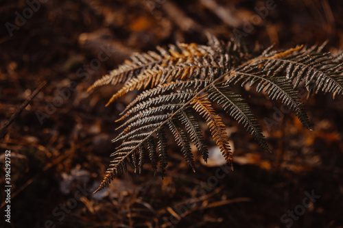 fern leaf in autumn © Olga