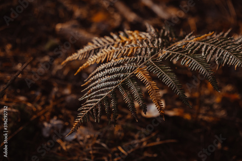 fern leaf in autumn