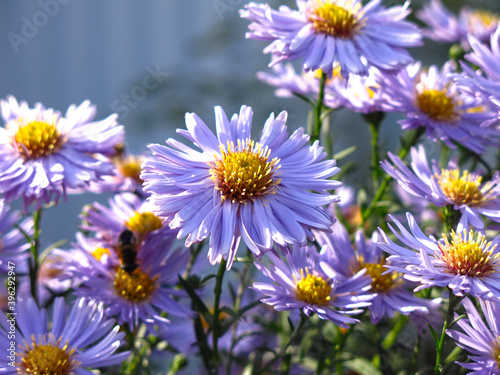 blue fluffy autumn daisies before frost in the garden