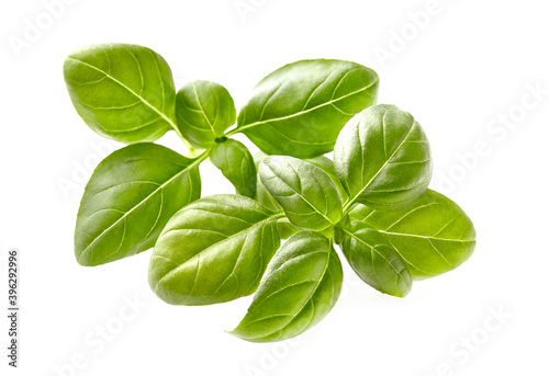 Close up studio shot of fresh green basil herb leaves isolated on white background.