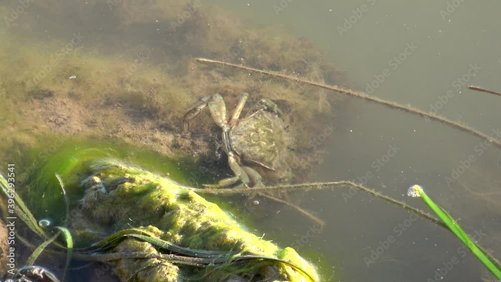 Crab in muddy turbid water. Crabs are decapod crustaceans of the infraorder Brachyura animal, muddy, turbid, water, ocean, sea, pincers, natural, habitat, environment, wild, wildlife, green, small, Crab in muddy turbid water. Crabs are decapod crustaceans of the infraorder Brachyura animal, muddy, turbid, water, ocean, sea, pincers, natural, habitat, environment, wild, wildlife, green, small,