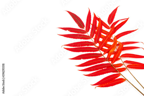 Red, green and yellow leaves of smoouth sumac isolated on white background. Autmn concept. Space for text photo