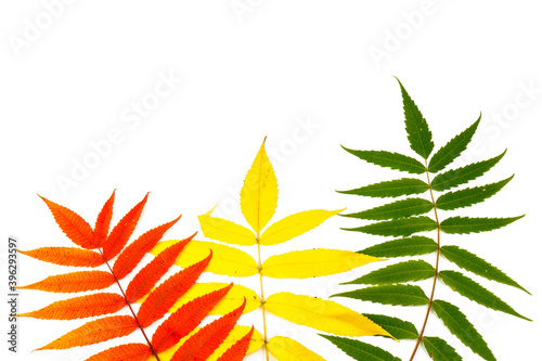 Red, green and yellow leaves of smoouth sumac isolated on white background. Autmn concept. Space for text photo