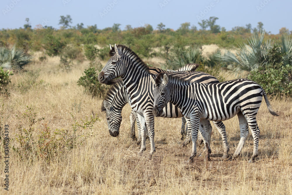 Steppenzebra / Burchell's zebra / Equus burchellii Steppenzebra / Burchell's zebra / Equus burchellii