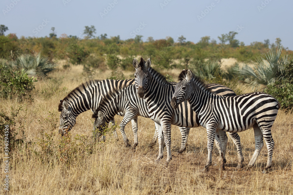 Steppenzebra / Burchell's zebra / Equus burchellii Steppenzebra / Burchell's zebra / Equus burchellii