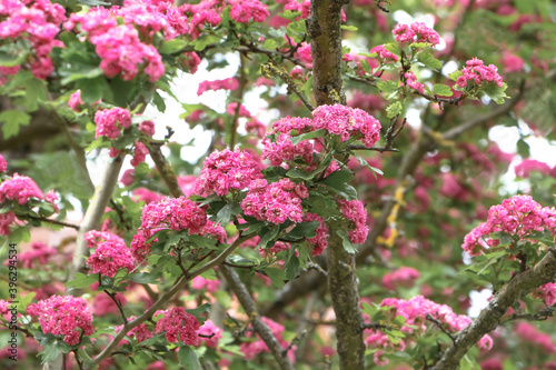 Wallpaper Mural Rote Blüten des Rotdorns, Crataegus laevigata Torontodigital.ca